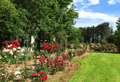 Tim Neville Arboretum, Ferntree Gully